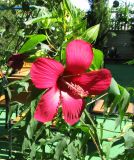 Hibiscus coccineus