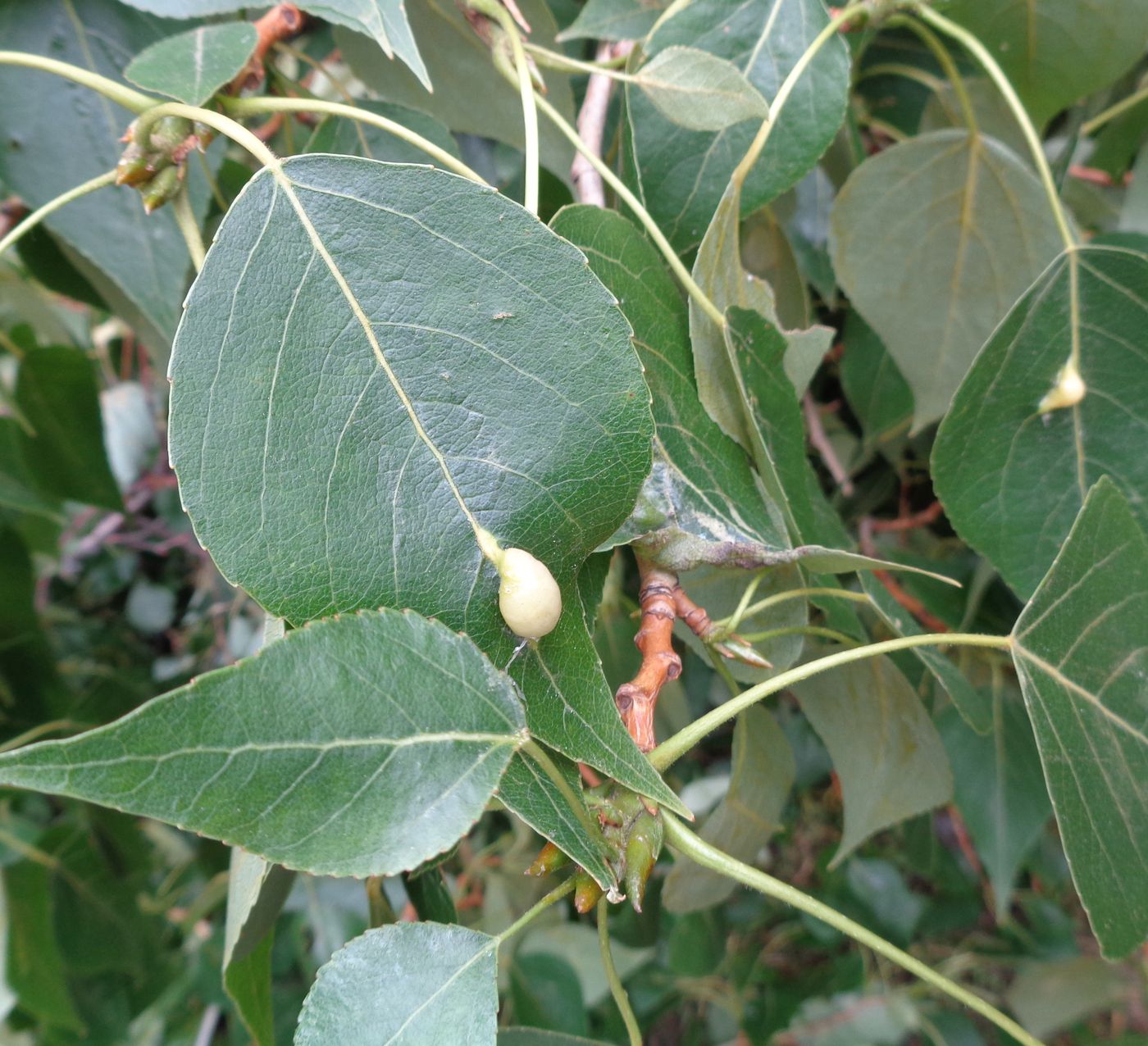 Image of Populus &times; sibirica specimen.