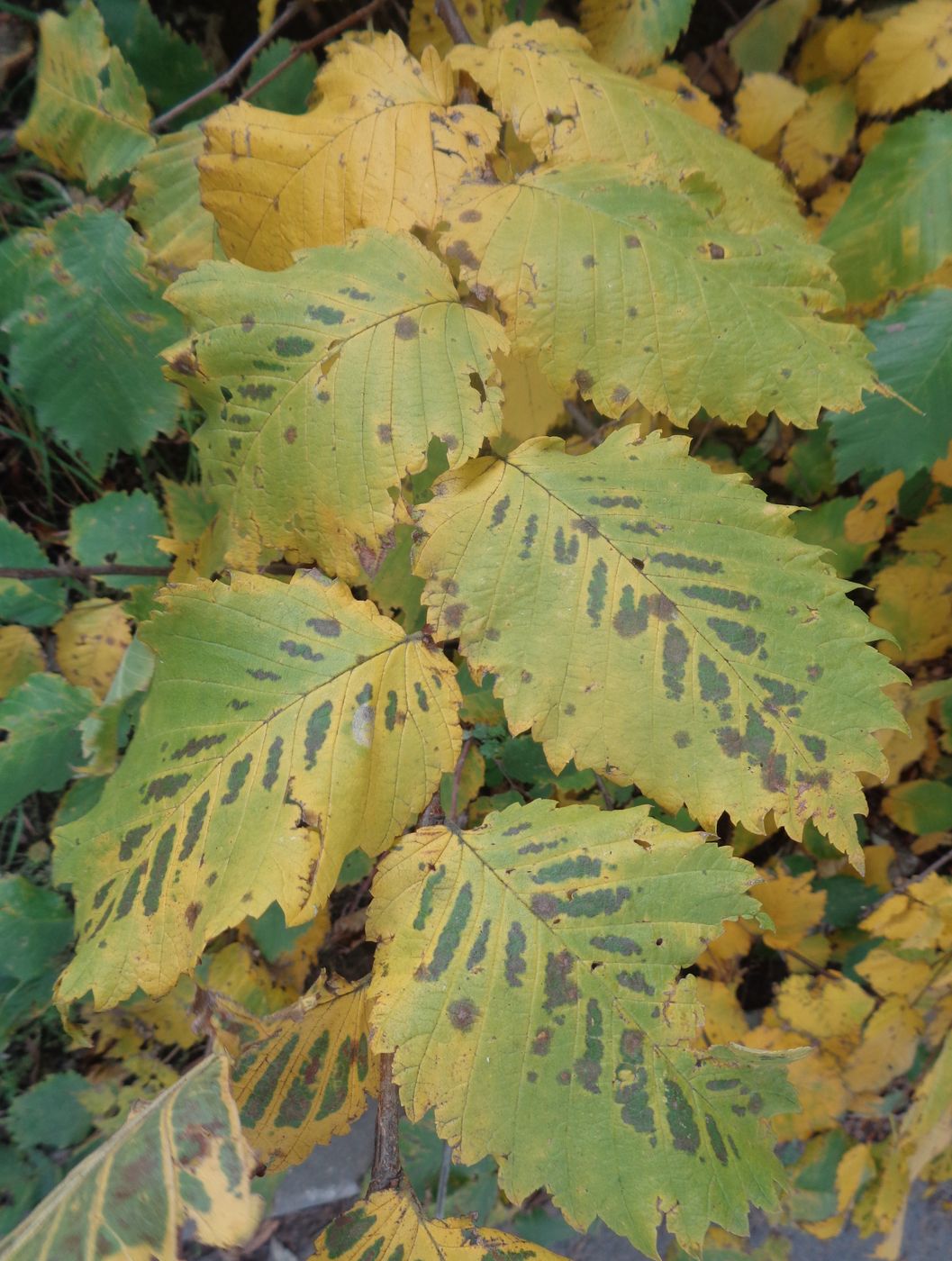 Изображение особи Ulmus laevis.