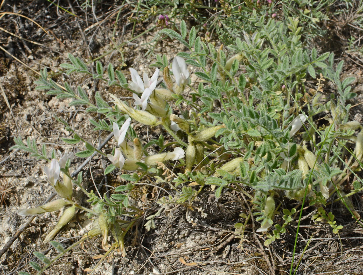 Изображение особи Astragalus sareptanus.