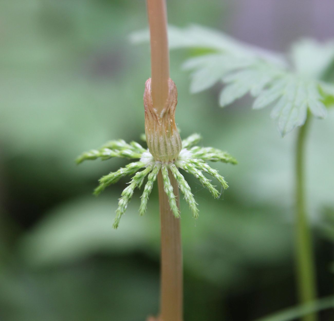 Изображение особи Equisetum sylvaticum.