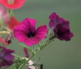 Petunia × hybrida