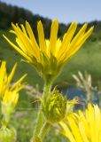 Doronicum macrophyllum. Верхушка побега с раскрывшимся и раскрывающимся соцветиями. Краснодарский край, Апшеронский р-н, гора Черногор, склон к озеру Чеше, ≈ 1600 м н.у.м., субальпийский луг на карсте. 27.06.2020.