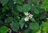 Rubus nessensis. Верхушка побега с соцветием. Московская обл., окр. г. Железнодорожный, опушка смешанного леса. 19.06.2020.