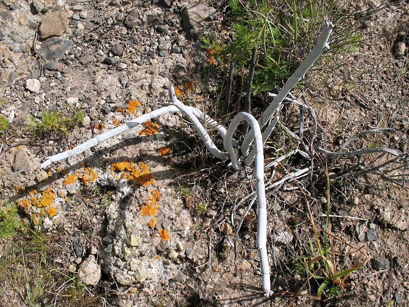 Image of Ceropegia fusca specimen.