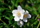 Philadelphus coronarius. Аномальный 5-членный цветок. Московская обл., г. Железнодорожный, в культуре. 26.06.2020.