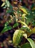 Lysimachia vulgaris. Верхушка побега с соплодием. Московская обл., окр. г. Железнодорожный, опушка смешанного леса. 25.09.2020.