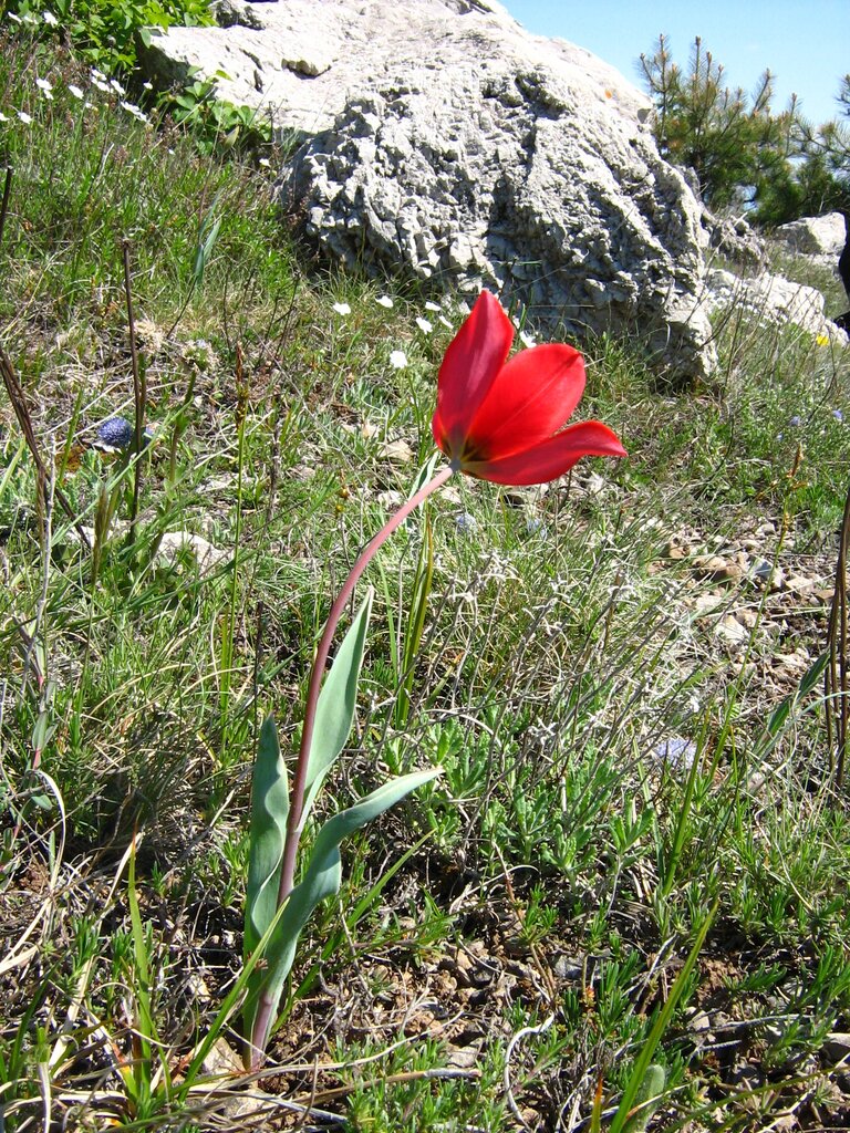 Image of Tulipa hungarica specimen.