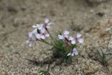 View full-size image Parrya fruticulosa