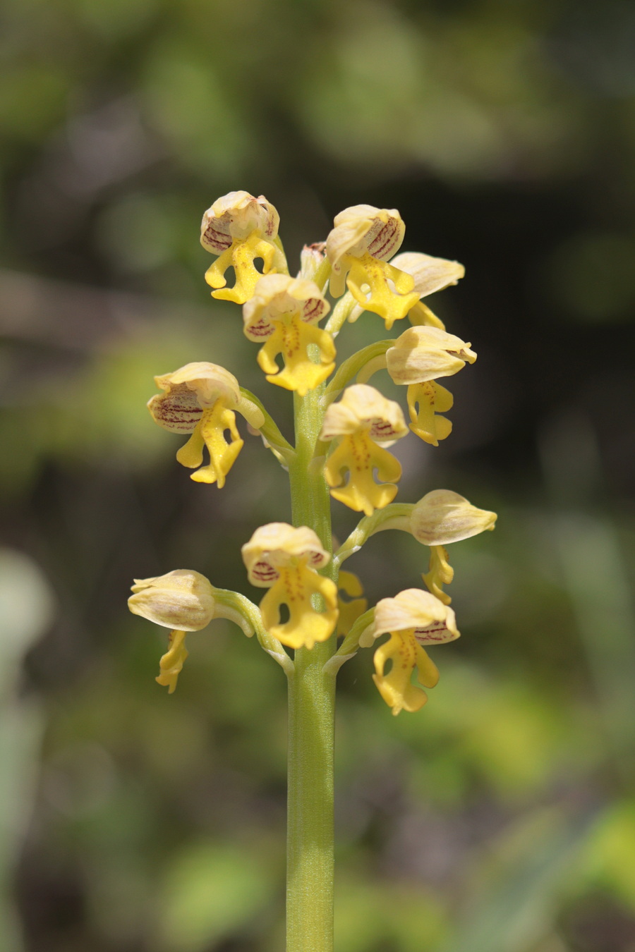 Image of Orchis punctulata specimen.