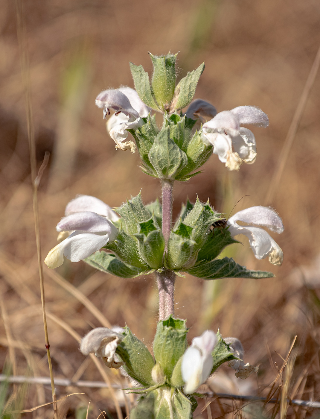 Image of Phlomoides labiosa specimen.