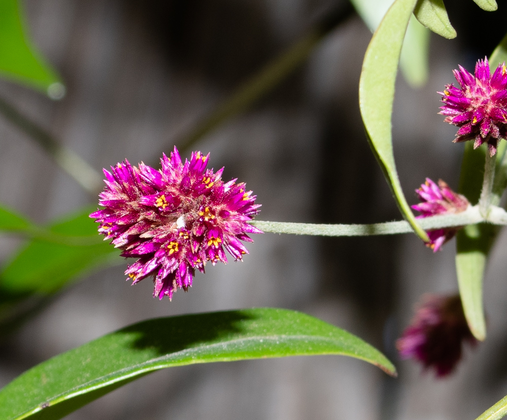 Image of Alternanthera porrigens specimen.