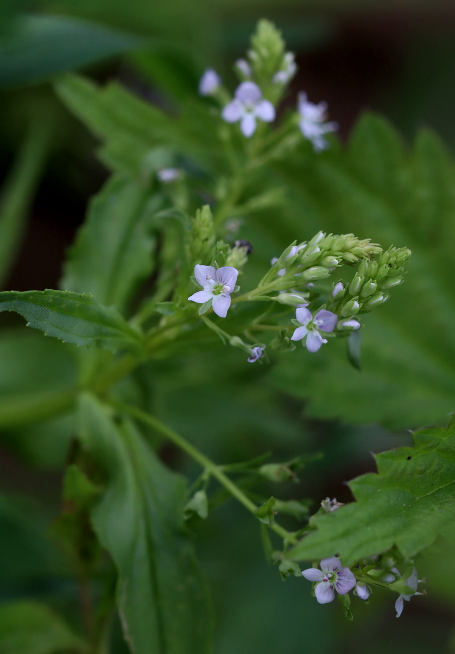 Image of Veronica anagallis-aquatica specimen.