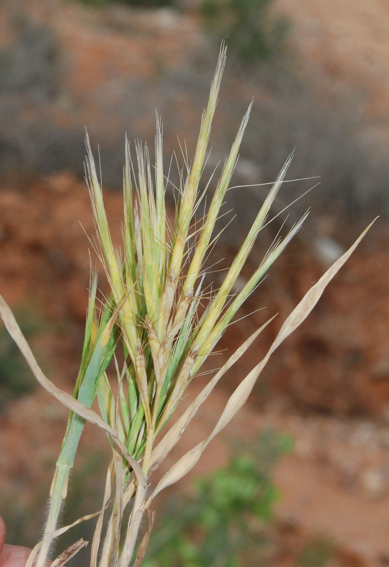 Image of Boissiera squarrosa specimen.