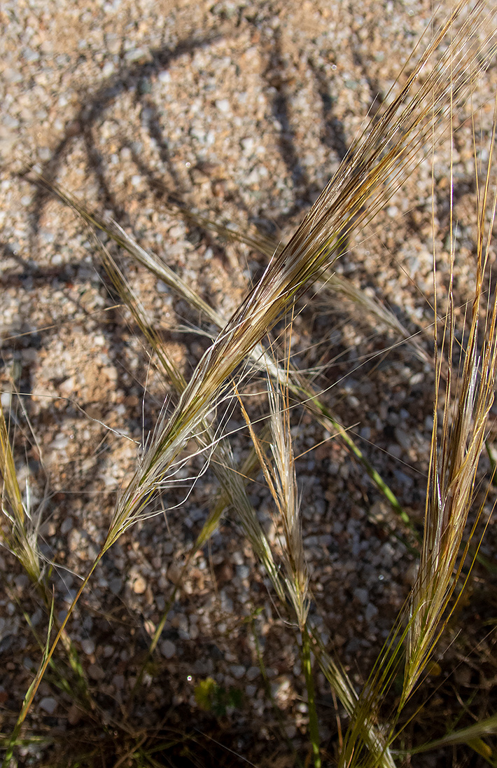 Image of Stipellula capensis specimen.