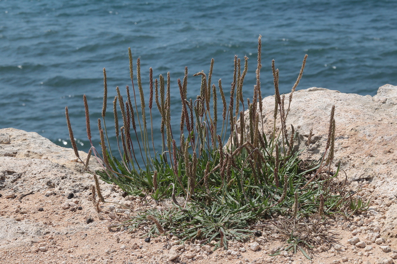 Image of Plantago coronopus specimen.