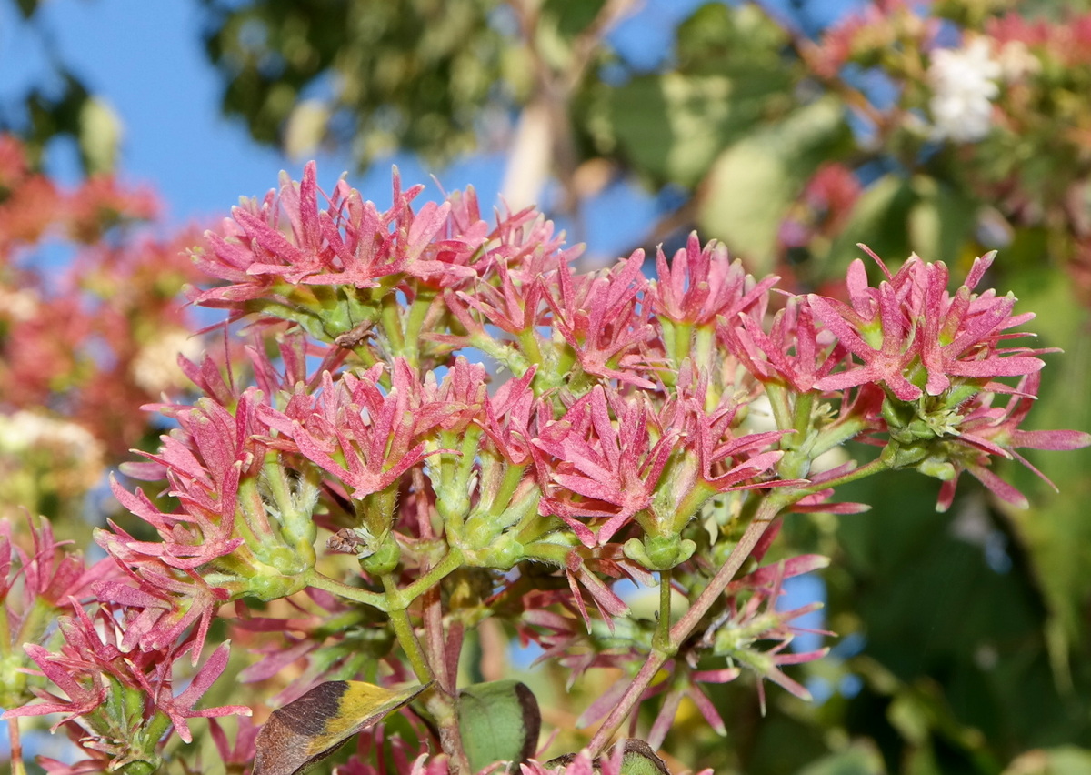 Image of Heptacodium miconioides specimen.