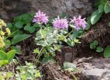 Thymus collinus