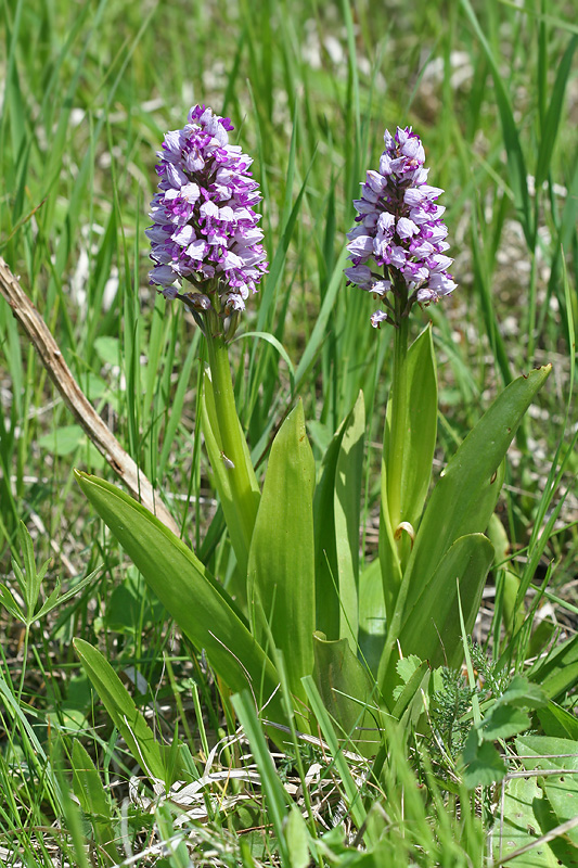 Image of Orchis militaris specimen.