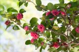 Camellia japonica. Ветвь цветущего растения. Абхазия, г. Сухум, Сухумский ботанический сад, в культуре. 14.05.2021.