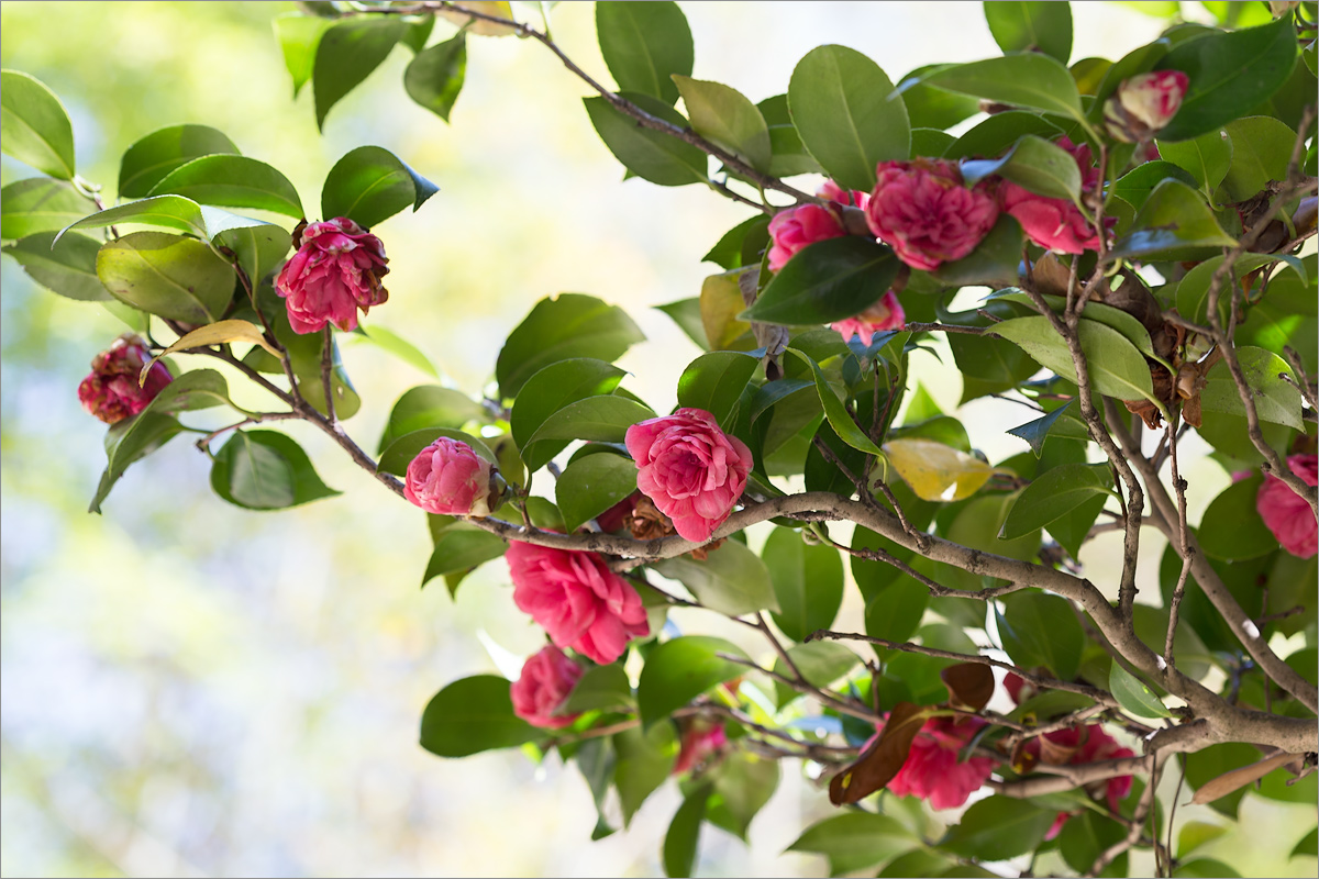 Image of Camellia japonica specimen.