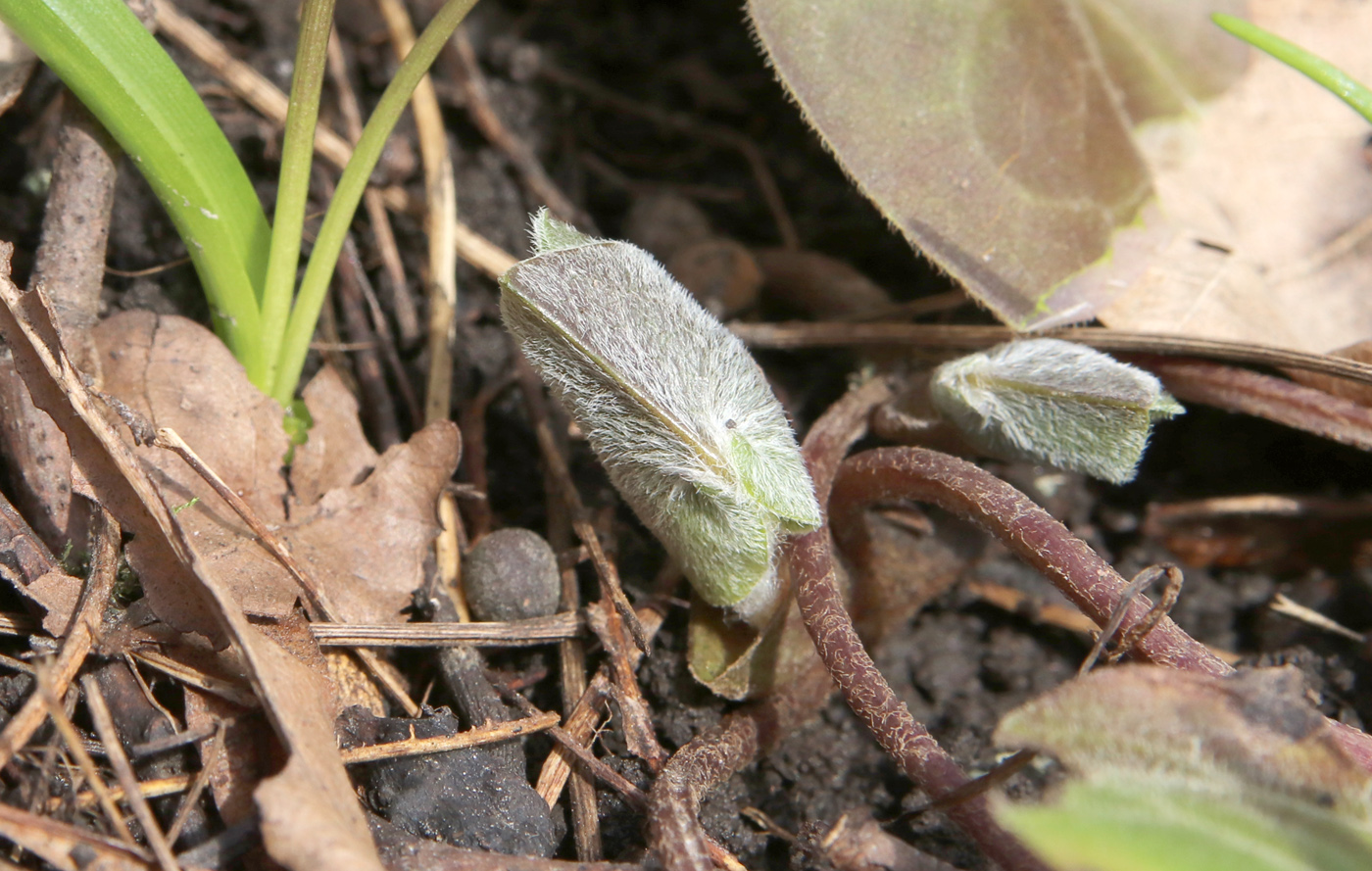 Image of Asarum europaeum specimen.