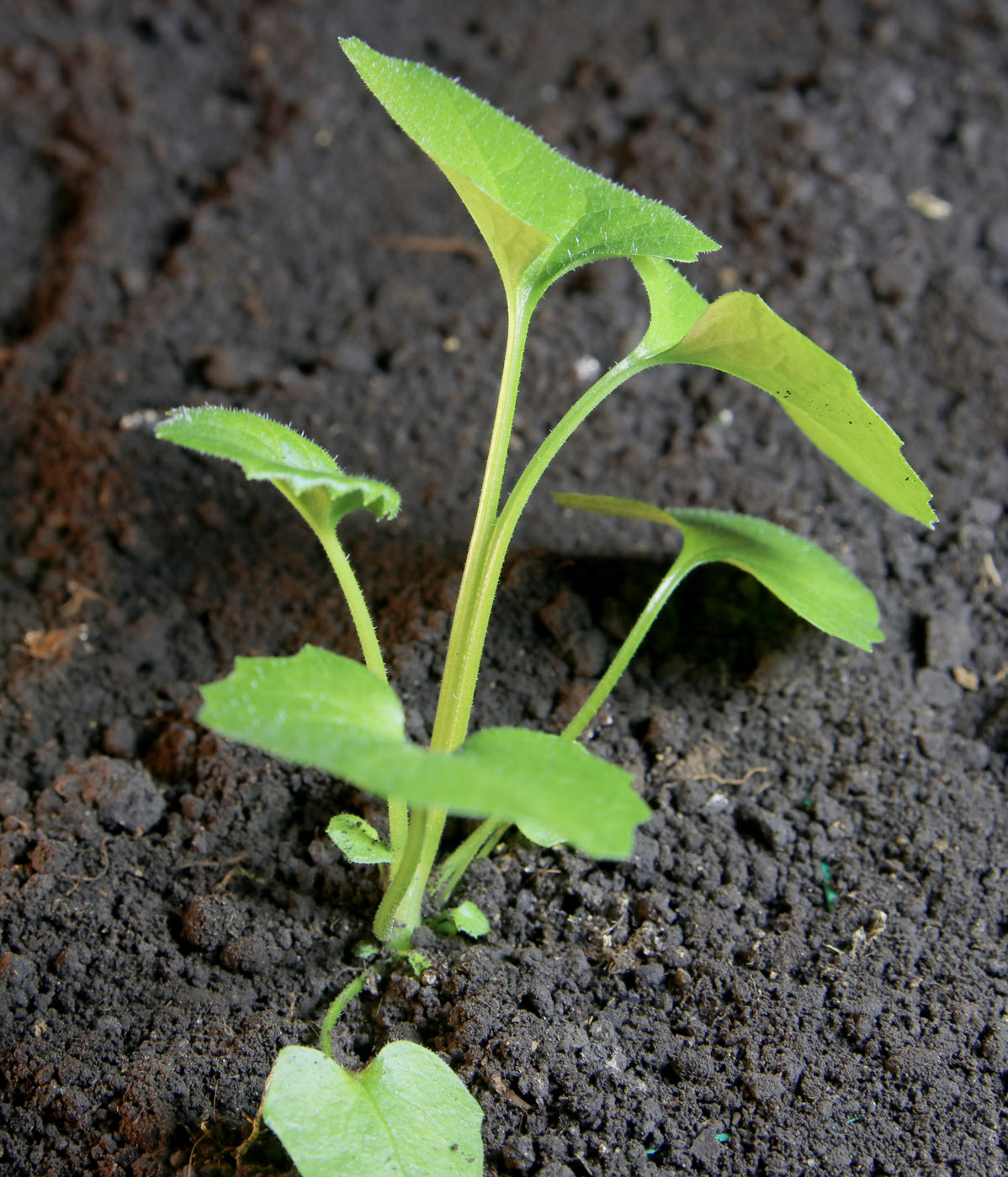 Image of Doronicum orientale specimen.