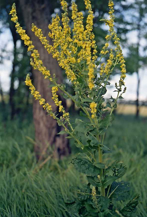 Image of genus Verbascum specimen.