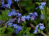 Myosotis sylvatica