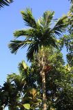 Areca catechu. Верхняя часть плодоносящего растения. Мадагаскар, провинция Анциранана, регион Диана, о-в Нуси Бе. 05.05.2018.