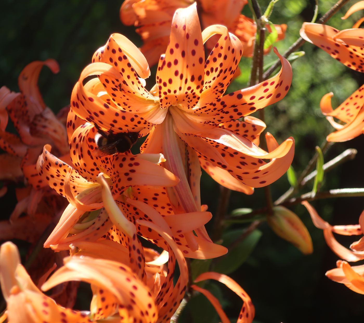 Изображение особи Lilium lancifolium.