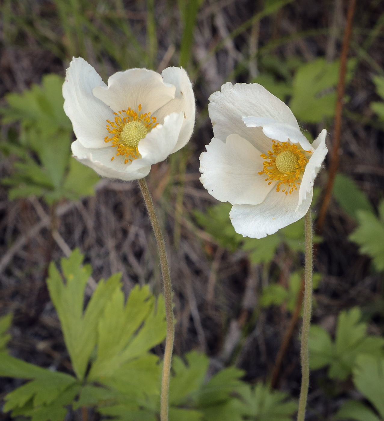 Изображение особи Anemone sylvestris.