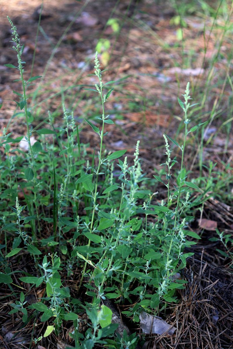 Image of Chenopodium striatiforme specimen.