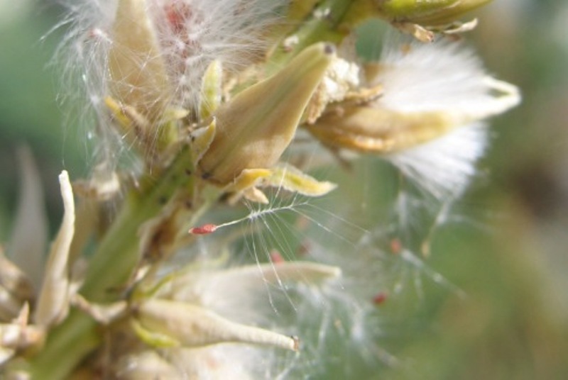 Изображение особи Myricaria bracteata.