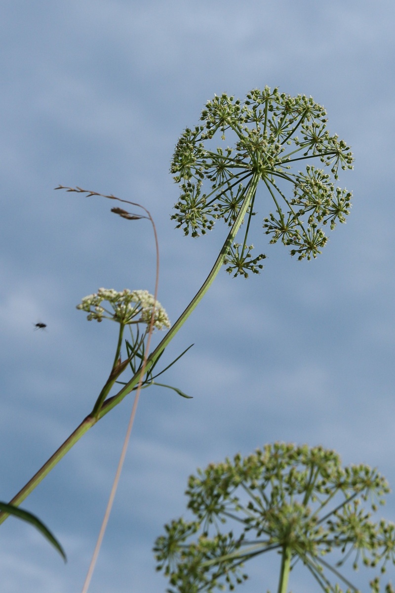 Image of Cenolophium fischeri specimen.