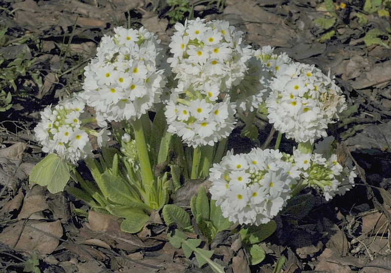 Image of Primula denticulata specimen.