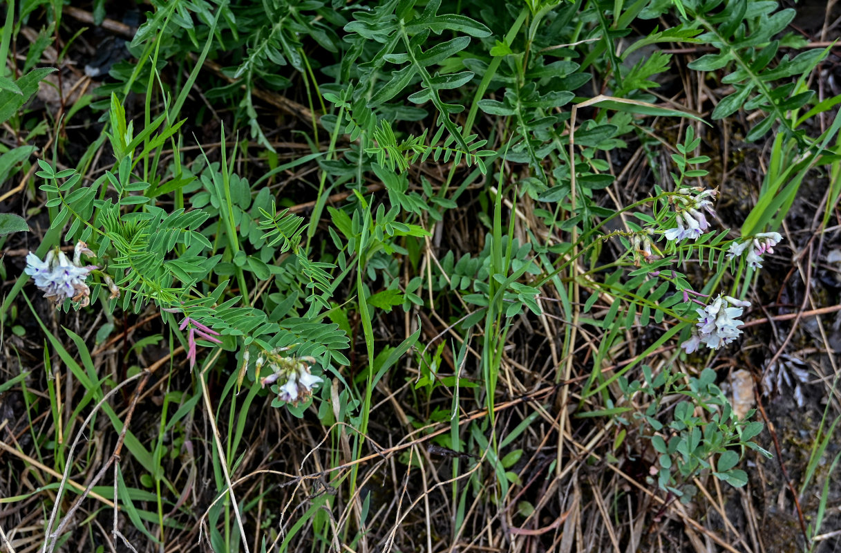 Изображение особи Astragalus vaginatus.