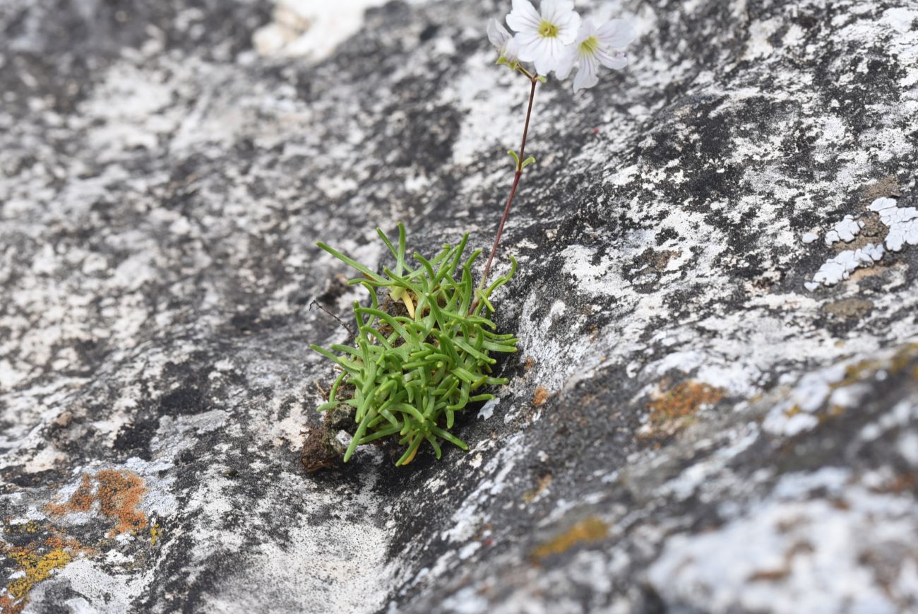 Image of Gypsophila tenuifolia specimen.