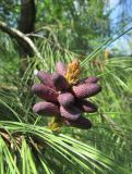 Смотреть изображение Pinus ponderosa