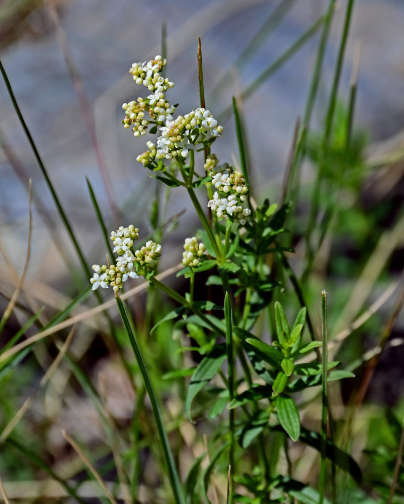 Image of Galium boreale specimen.