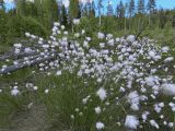 Eriophorum vaginatum. Плодоносящее растение. Карелия, Прионежский р-н, окр. пос. Пай, заболоченная вырубка вблизи ЛЭП. 09.06.2023.