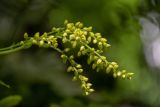 Смотреть изображение Chiastophyllum oppositifolium