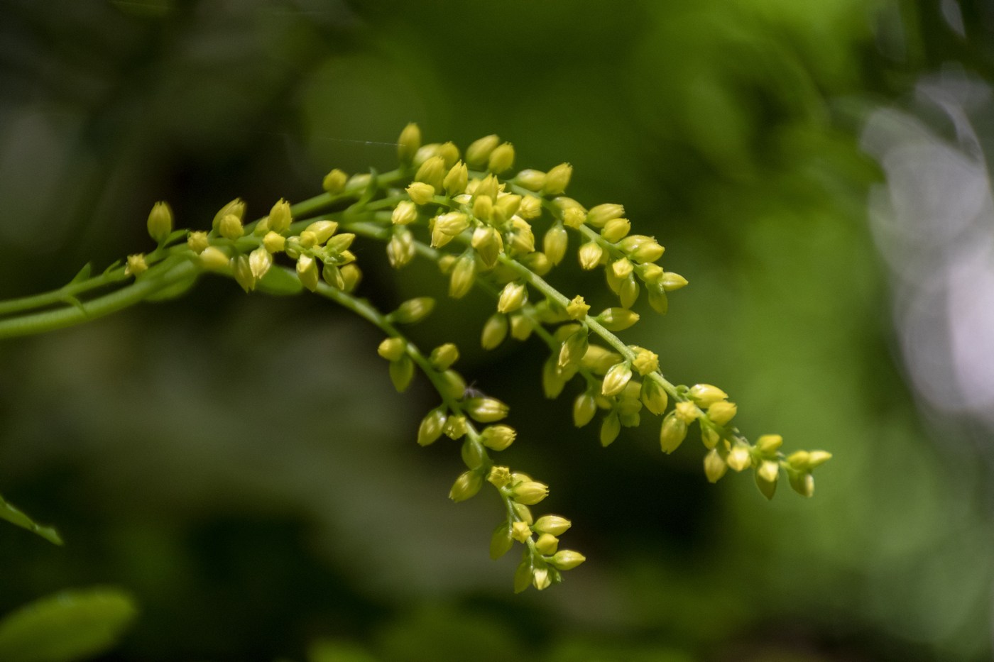 Изображение особи Chiastophyllum oppositifolium.