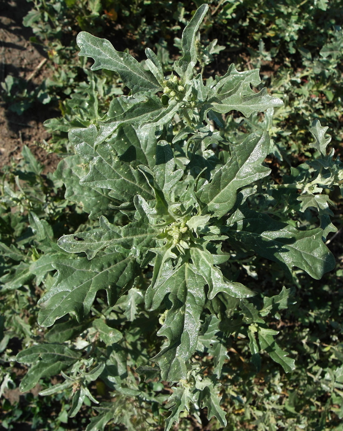 Image of Atriplex tatarica specimen.