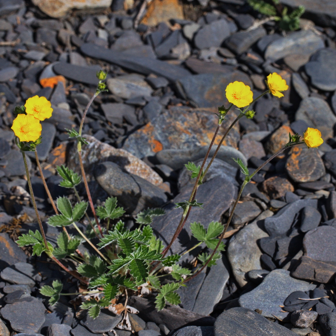 Изображение особи род Potentilla.