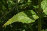 Epilobium hirsutum. Лист. Чечня, Шаройский р-н, юго-восточный склон горы Чархунышкорт, выс. 2100 м н.у.м, на дороге. 7 августа 2023 г.