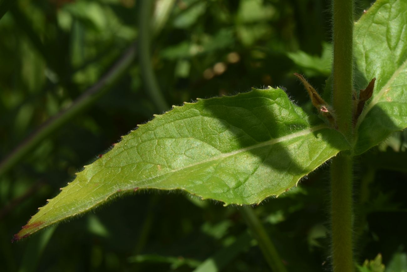 Изображение особи Epilobium hirsutum.