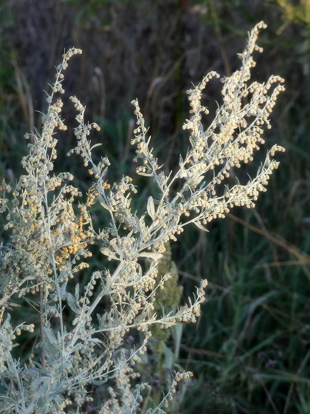 Image of Artemisia absinthium specimen.