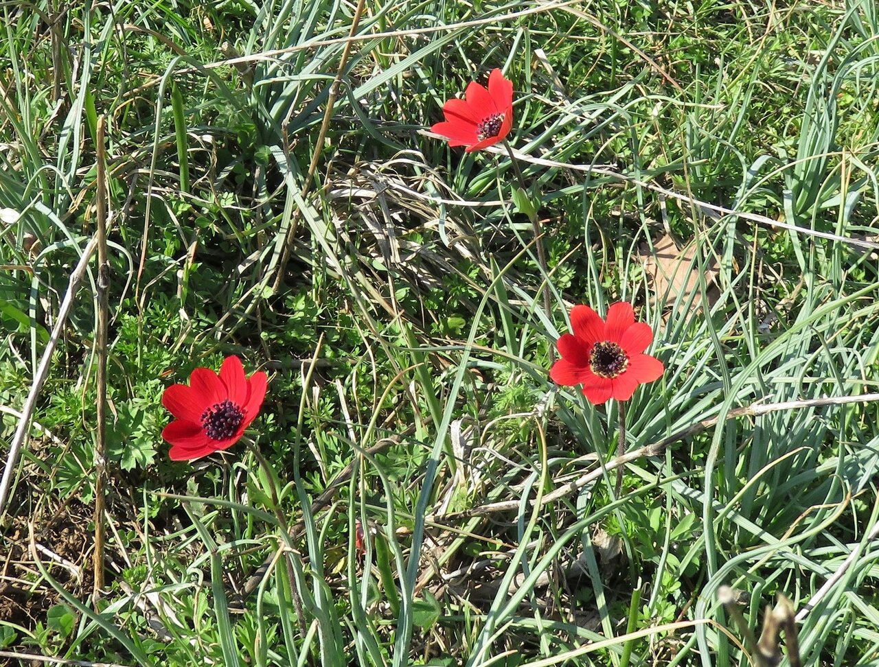 Image of Anemone pavonina specimen.