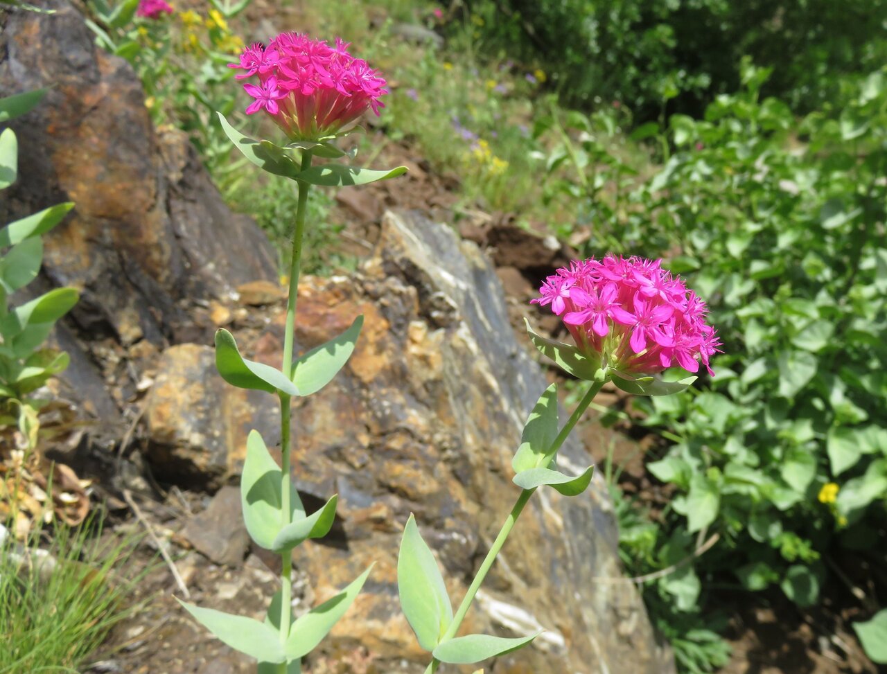 Image of Silene compacta specimen.